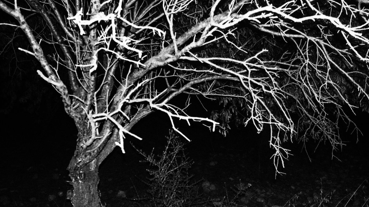 gorkemksr's tweet image. &quot;Ten times a day, every day, I wonder at having wandered so far, and then, alienated from myself, a stranger to myself, I go home&quot;

Bohumil Hrabal, Too Loud a Solitude