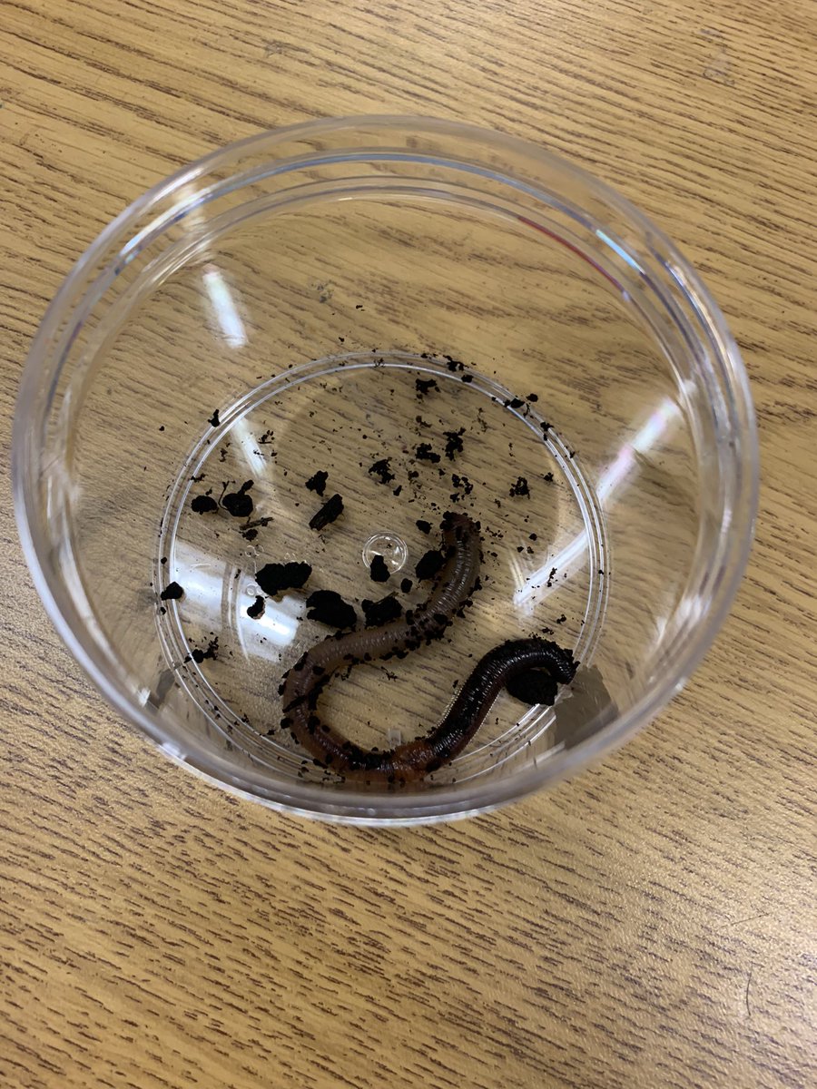 Patricia L. Segura, M.Ed tweet media