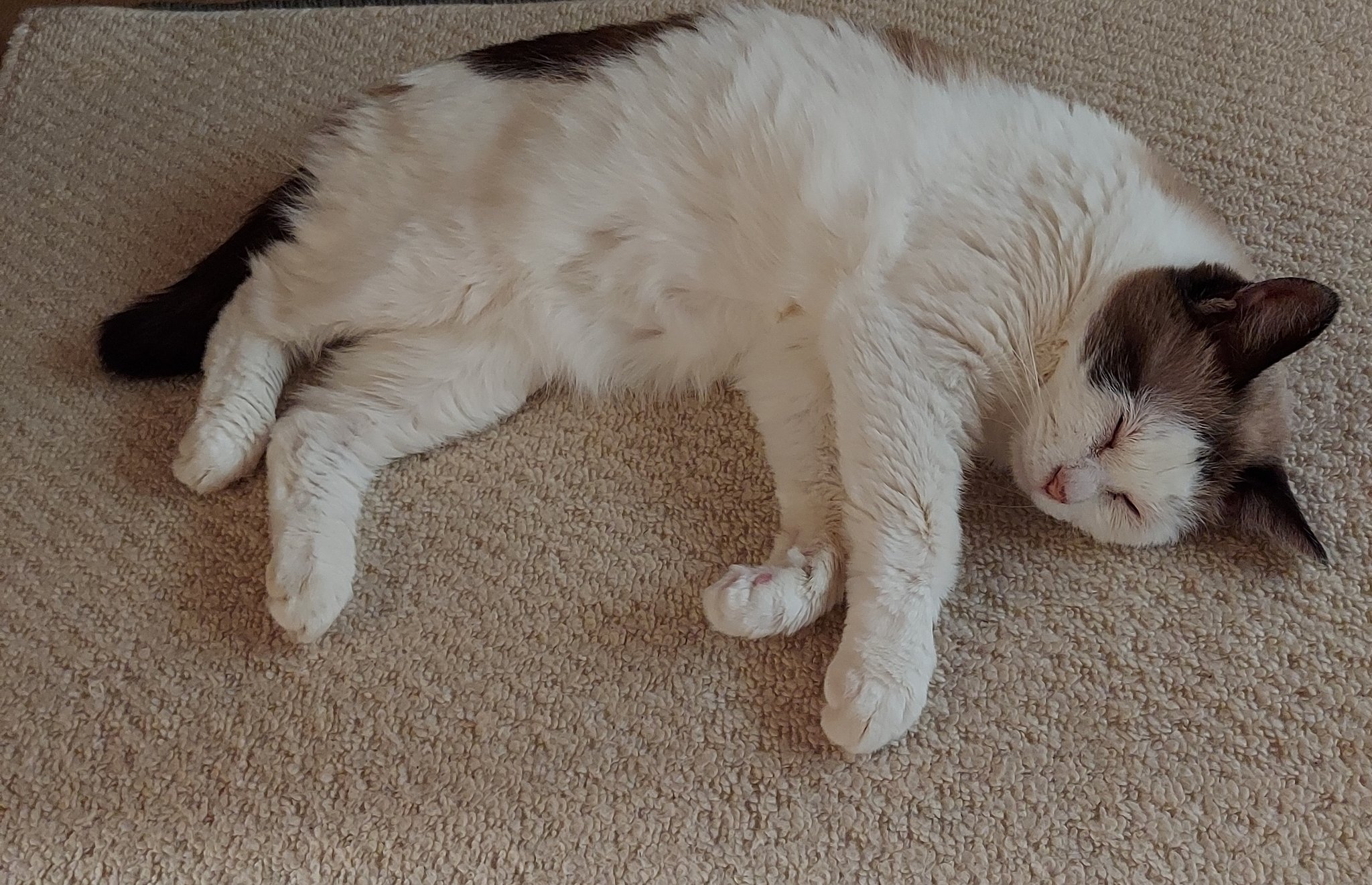 峰みねこ 時給契約社員 Mi Mineco Twitter