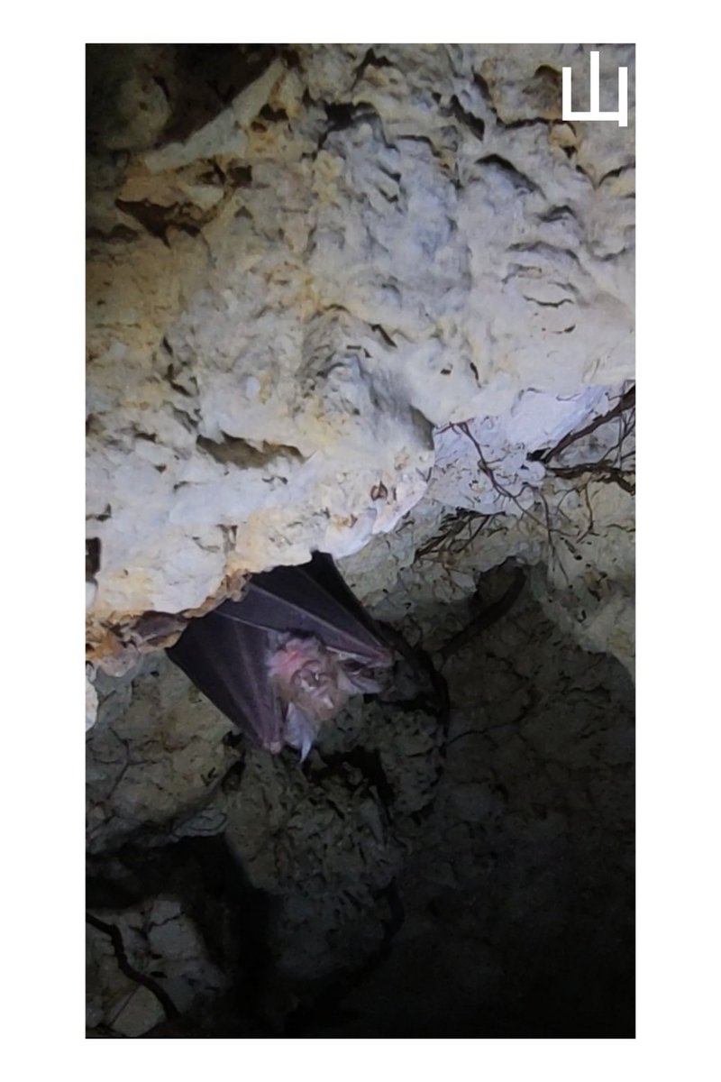 •Plecotus auritus 

[PU459 Cave] -3m

#Plecotus #Plecotusauritus #Chiroptera #Bat #PU459 #Cave #Grotta #Puglia #Underground #Speleology #Dark #Subsoil #Animals #Poster #parconazionaledellaltamurgia #Nature #Italy #MurgiaAdventures #Photography  #Yama山 #山
