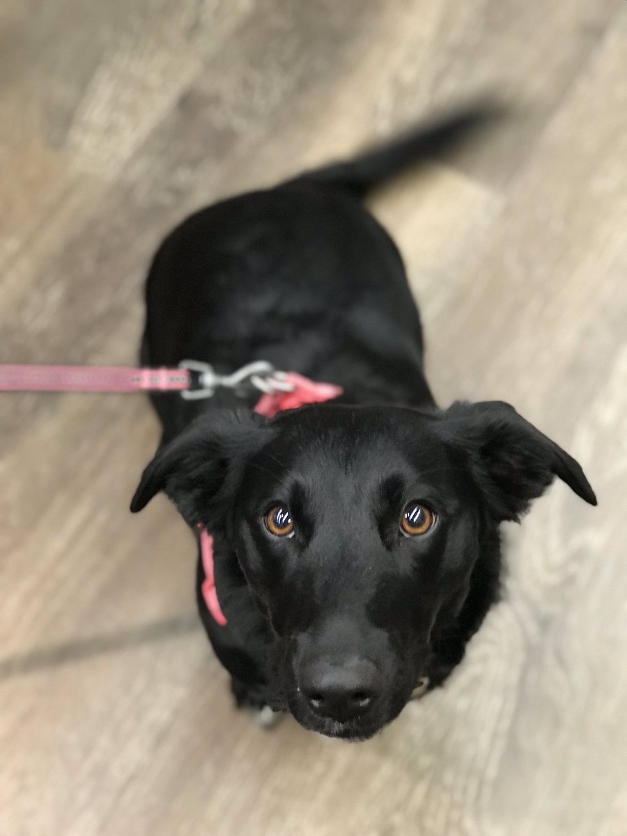 GPFGeorgetown's tweet image. Kahlua says HAPPY FRIDAY!!!#globalpetfoods #happyfriday #georgetownontario