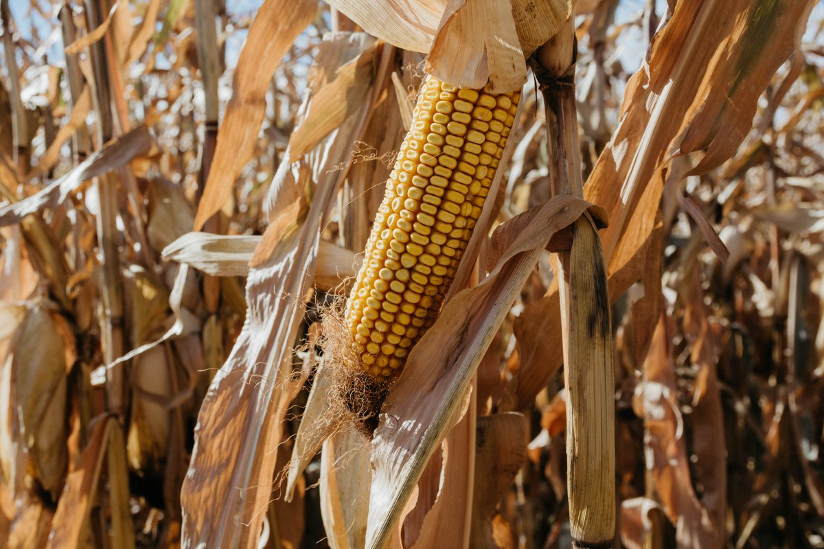ndcorn's tweet photo. #NDCorn #Harvest22 continues on North Dakota Corn Utilization Council Chairman Tysen Rosenau's farm in Carrington, ND! He shares that "Yields and corn quality are looking great! Have a safe rest of harvest, all!" Thanks for the update, Tysen! https://t.co/EoeaM6fTXl