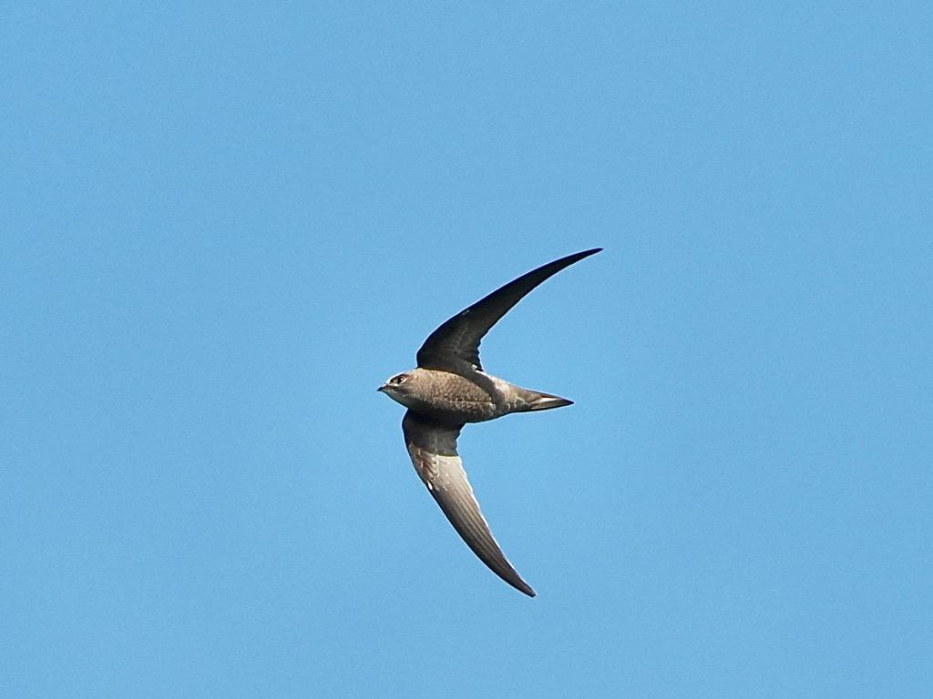 SteveOnHilbre's tweet image. Juv #PallidSwift ? over #StAgnes found (and photos by) @HERDOFHERDHALL thoughts welcome on ID. Found over Castella and Coastguards and still present over Hump and Rosenhill at 1727hrs