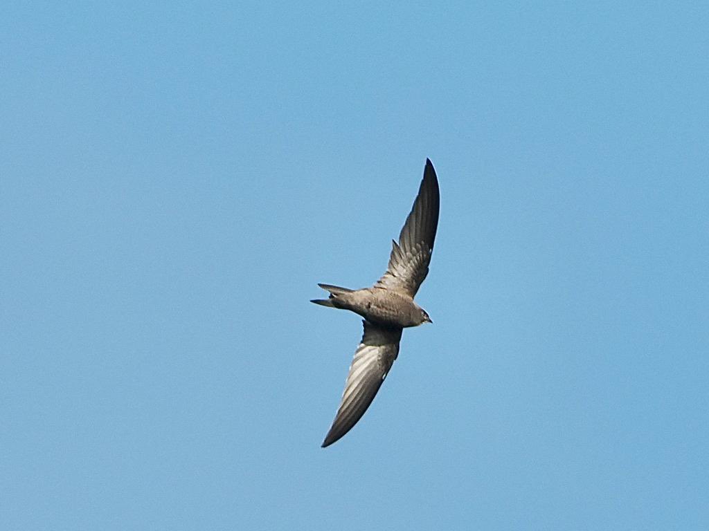 SteveOnHilbre's tweet image. Juv #PallidSwift ? over #StAgnes found (and photos by) @HERDOFHERDHALL thoughts welcome on ID. Found over Castella and Coastguards and still present over Hump and Rosenhill at 1727hrs