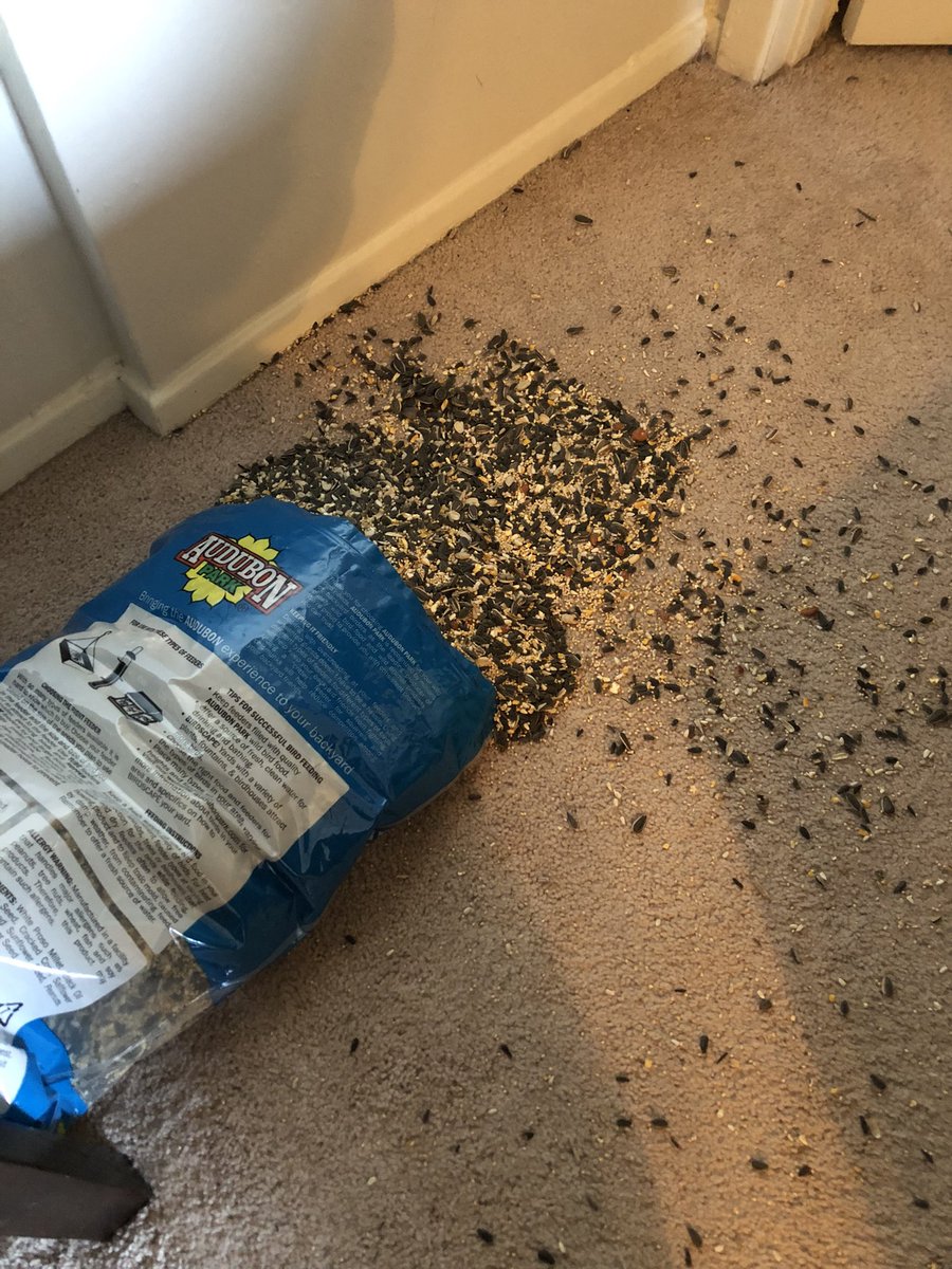 13jake9's tweet photo. My poor cats thought they were getting into good food, but just got into bird seed. Now they gotta sweep it up. https://t.co/mNoz6Yko8h
