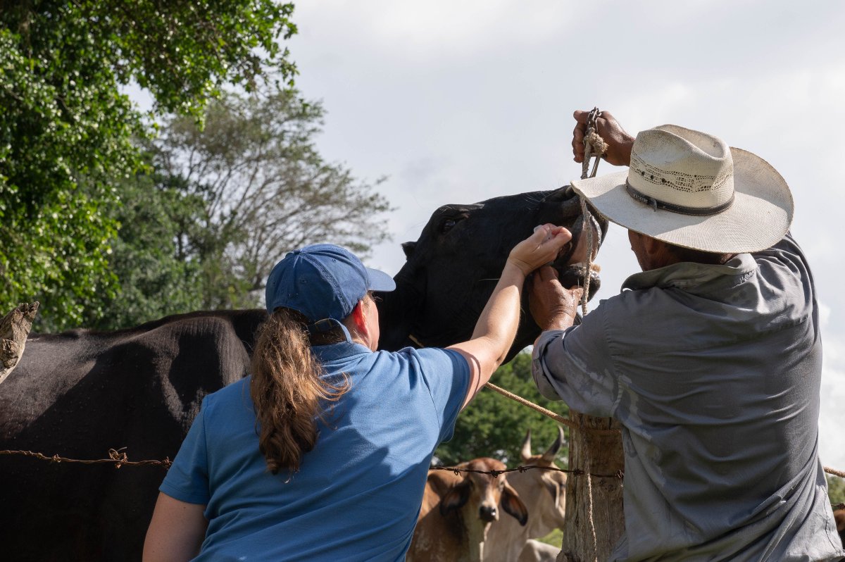 Members continue to strengthen the community by partnering with local Hondurans to inoculate herds in the area. #partnershelpingpartners #progressthroughunity