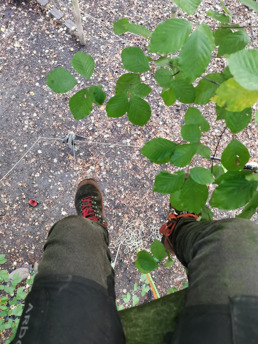 GabsInATree's tweet photo. Spent the morning installing a set of Cobra bracing in a lovely old Beech tree with the arb team!  @RHSBridgewater https://t.co/z1nAhnMf04