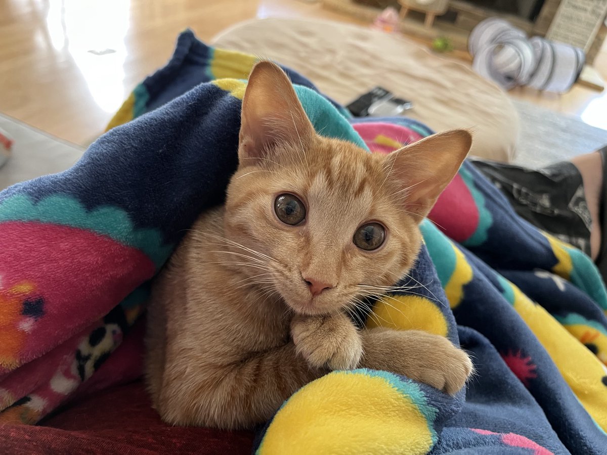 Carib_Dawn's tweet photo. Satan’s Spawn. Shit. I might love her. Ugh! 🧡 #ChaoticOrange #TwitterKitties https://t.co/uYXOkkhx1z