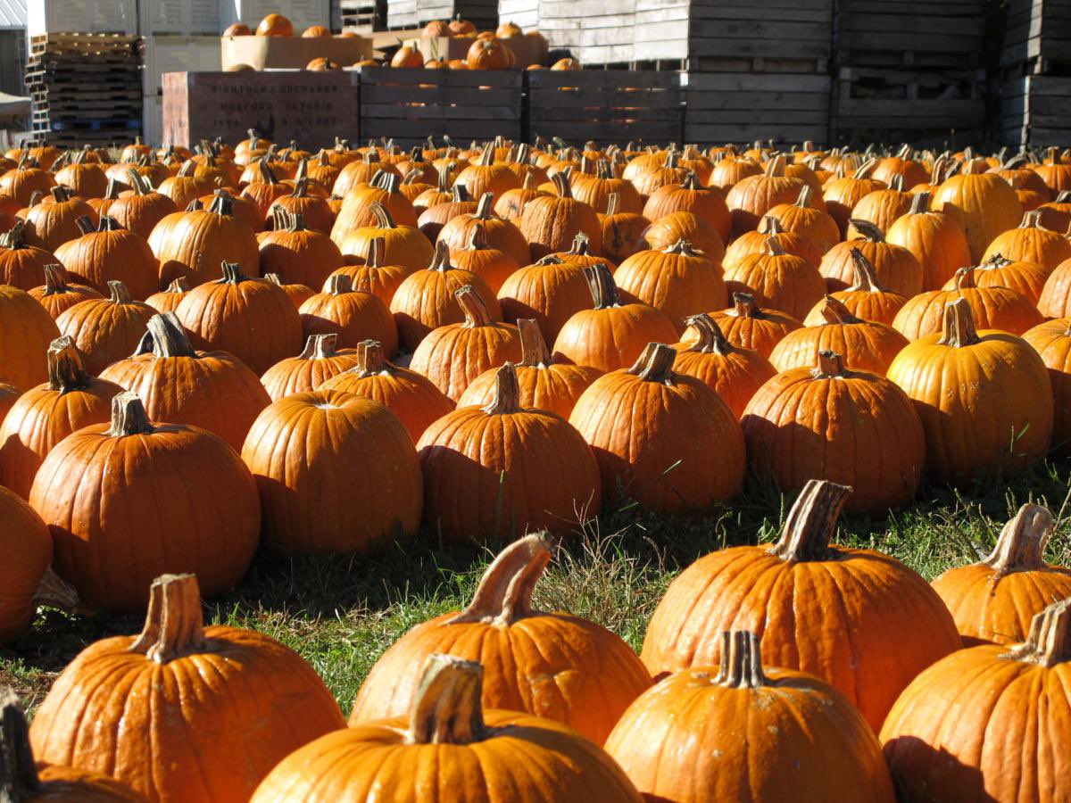 HFES_Illini's tweet photo. Happy Friday everyone! Don’t forget that we have our Curtis Orchard &amp; Pumpkin Patch Social TONIGHT at 5 pm. If you would like to carpool to Curtis Orchards, please meet us at the Illini Union at 4:40 pm at the flagpole in front of the Union. Hope to see you there! 🎃🎃 https://t.co/LeuE2dhFKP