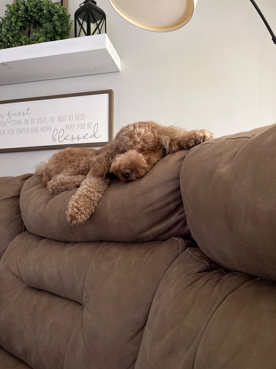 Caphillips11's tweet photo. @nate_mitch12 Our medium sized goldendoodle is such a laid back pup and was so easy to train. https://t.co/4vHzhmDE58