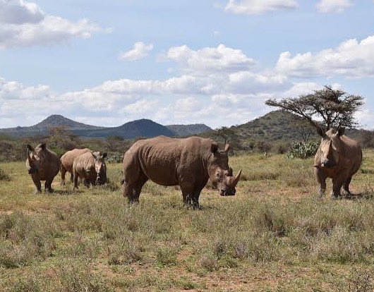 agar_limited's tweet photo. Our #fieldfriday is dedicated to a @oljogi conservancy, a safe haven for breeding wildlife!
#TembeaKenya https://t.co/Ih5nFyn6Yx