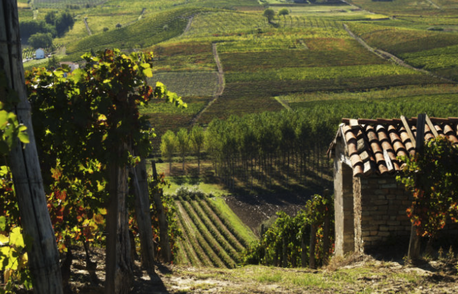 Join us for an Italian wine tasting this evening! Compare Barbera d'Asti and Barbera d'Alba in a five-wine flight, plus super pours (5-7pm; no reservations needed; fee). Find out more: conta.cc/3Dbw8dX  On Saturday, sip and shop French wine selections (12-4; no fee).