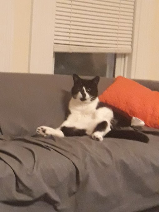 sharing pictures of Reuben just this once... more art very soon OK i promise 