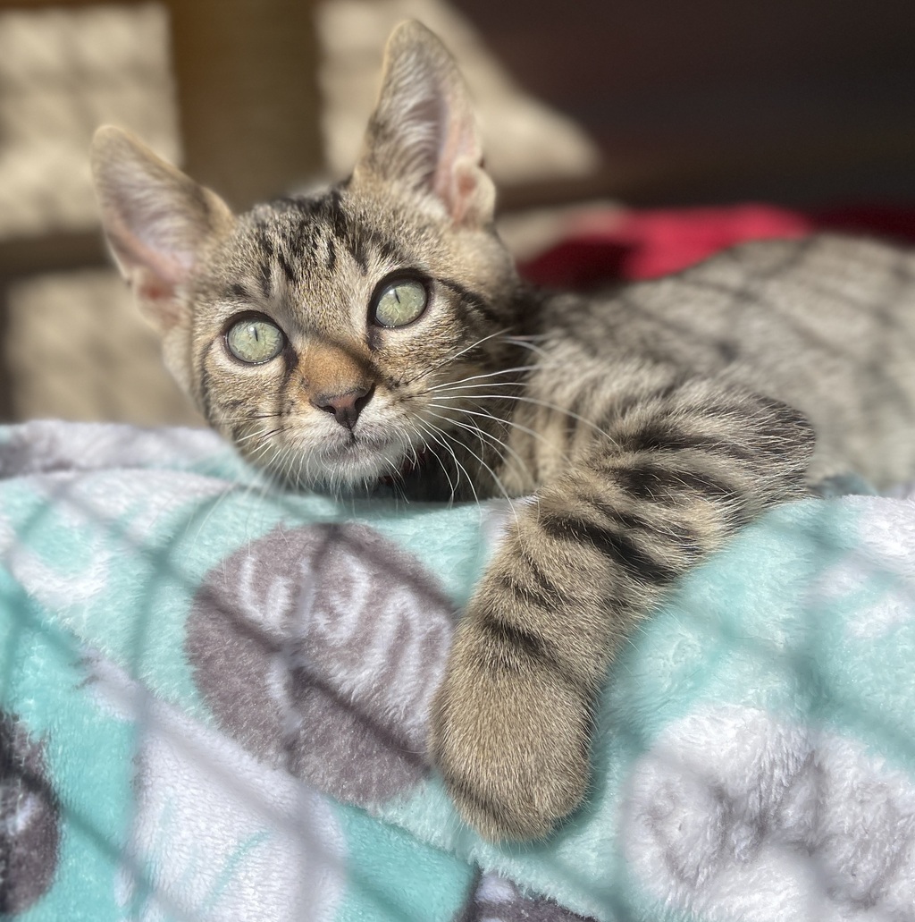 SPCAmc's tweet image. Woodpecker is a 3 month old kitten who came to the SPCA as part of an unwanted litter.  He was cared for by a loving SPCA Foster Family, and now he&apos;s ready to join yours.  Are you ready for kitten kisses and whiskery cuddles?  Meet him at the SPCA!  #spcamc