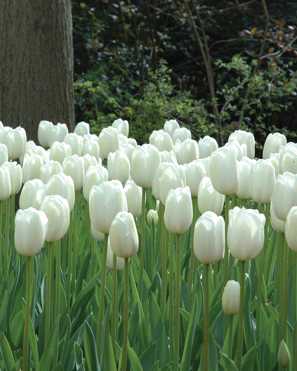 Blooming with classic single flowers in pure white, Clear Water blooms in May with tall perfect blooms. Click here to shop: bit.ly/3eR9E8F