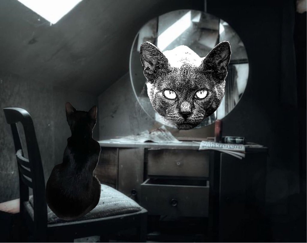 Cat universe (@catuniverse9cat) on Twitter photo 