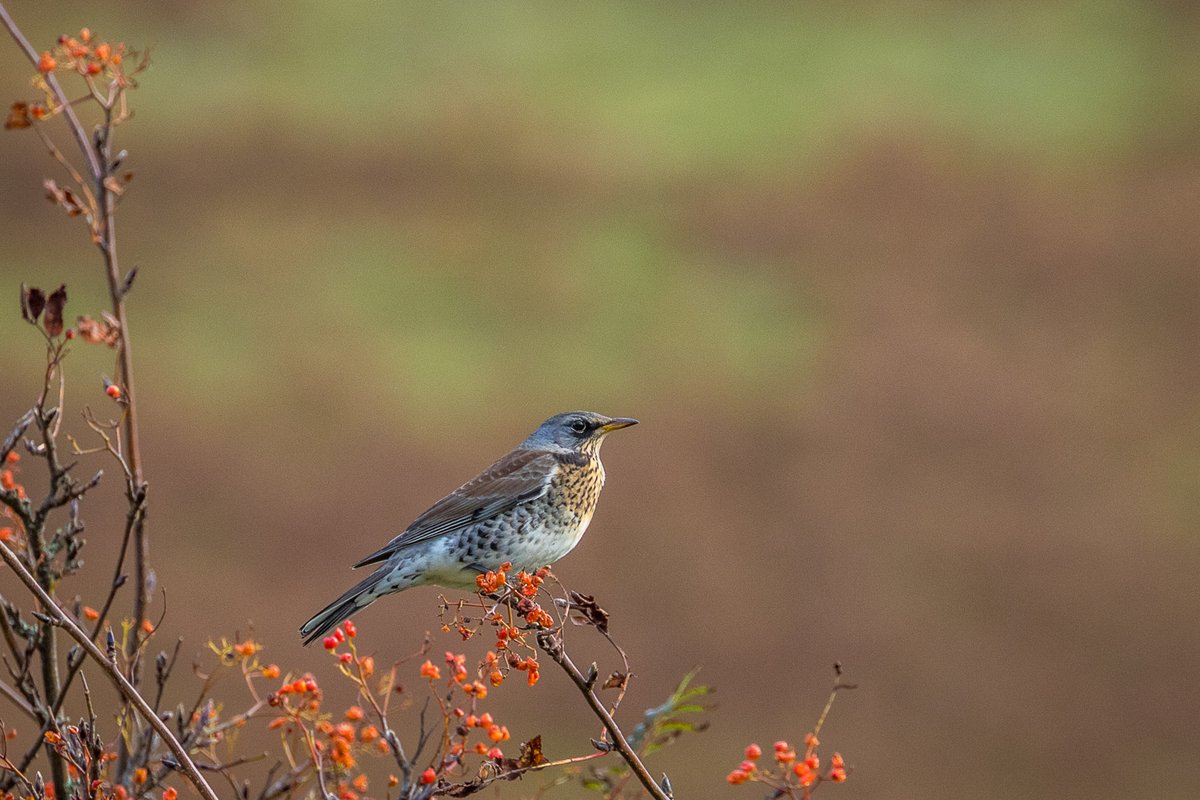 Good to see flocks of redwing and fieldfare in search of berries today