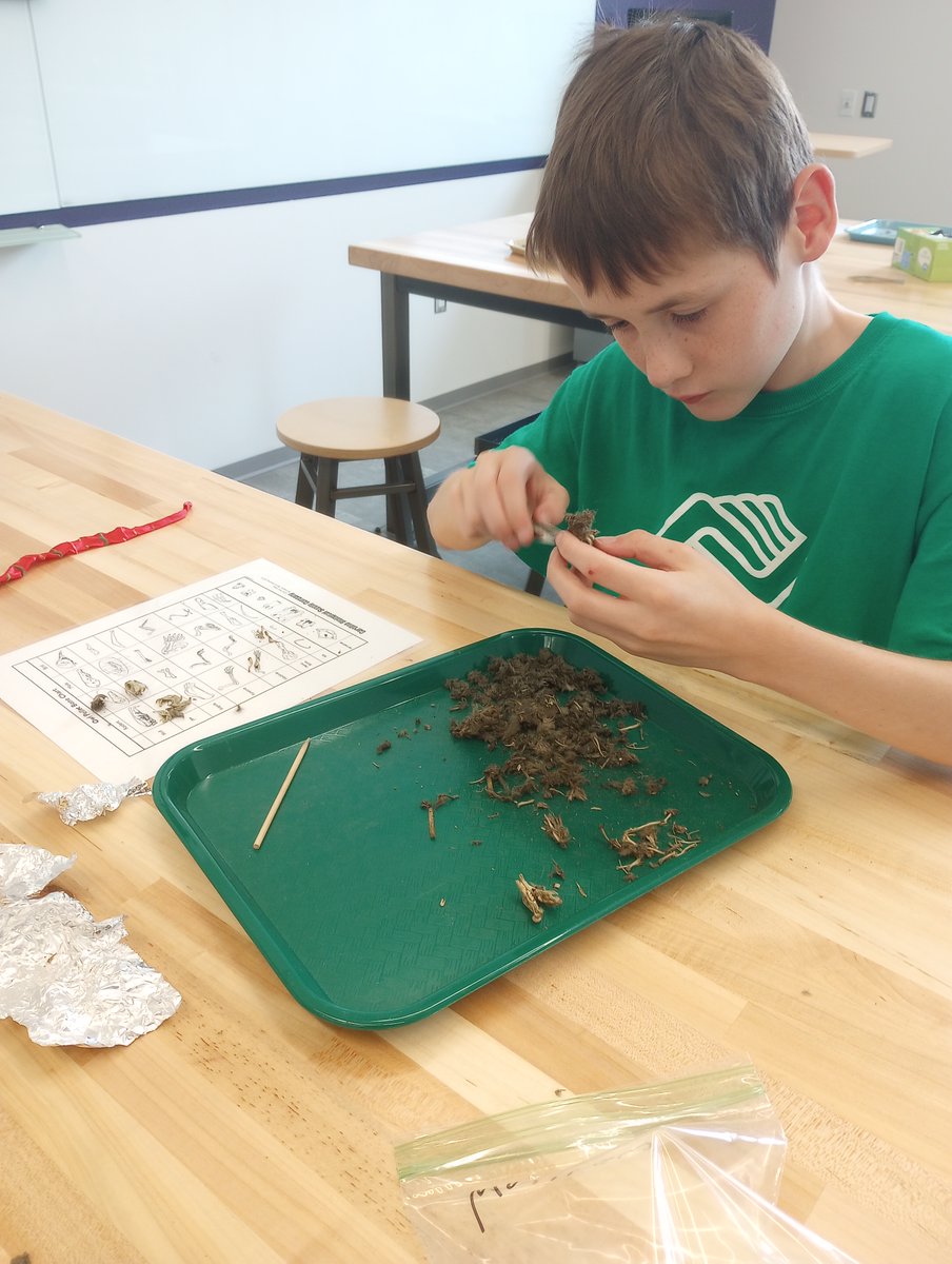 Students from Polk and Hardin Boys &amp; Girls Clubs had the opportunity to dissect owl pellets and identify the bones to determine the owl's diet.

#SFASU #STEM #Biology #OwlPellets #Investigation #BoysandGirlsClub #ColeSTEMBuilding