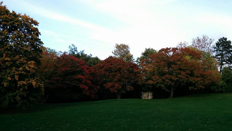 Bismuth, the misfit element has found a way to fit in with the trees in Mülheim!🧪🍂🧡💛💚 #FallColoursOfBismuth @CornellaLab