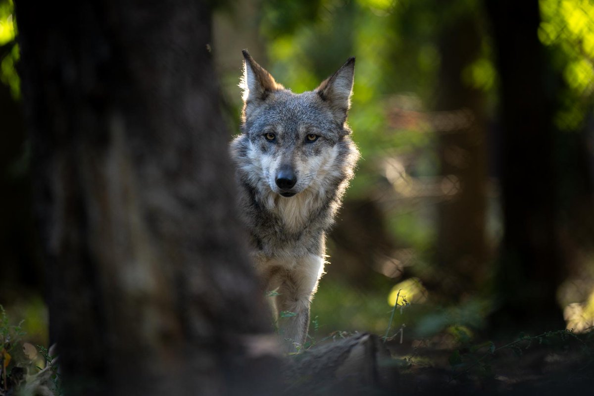 It's Wolf Awareness Week! Since the Mexican wolf is considered a recovery species, there is a potential for them to go through a process to be released back into the wild. Cross-fostering is the most common way of getting wolf pups born in zoos back into their native range.