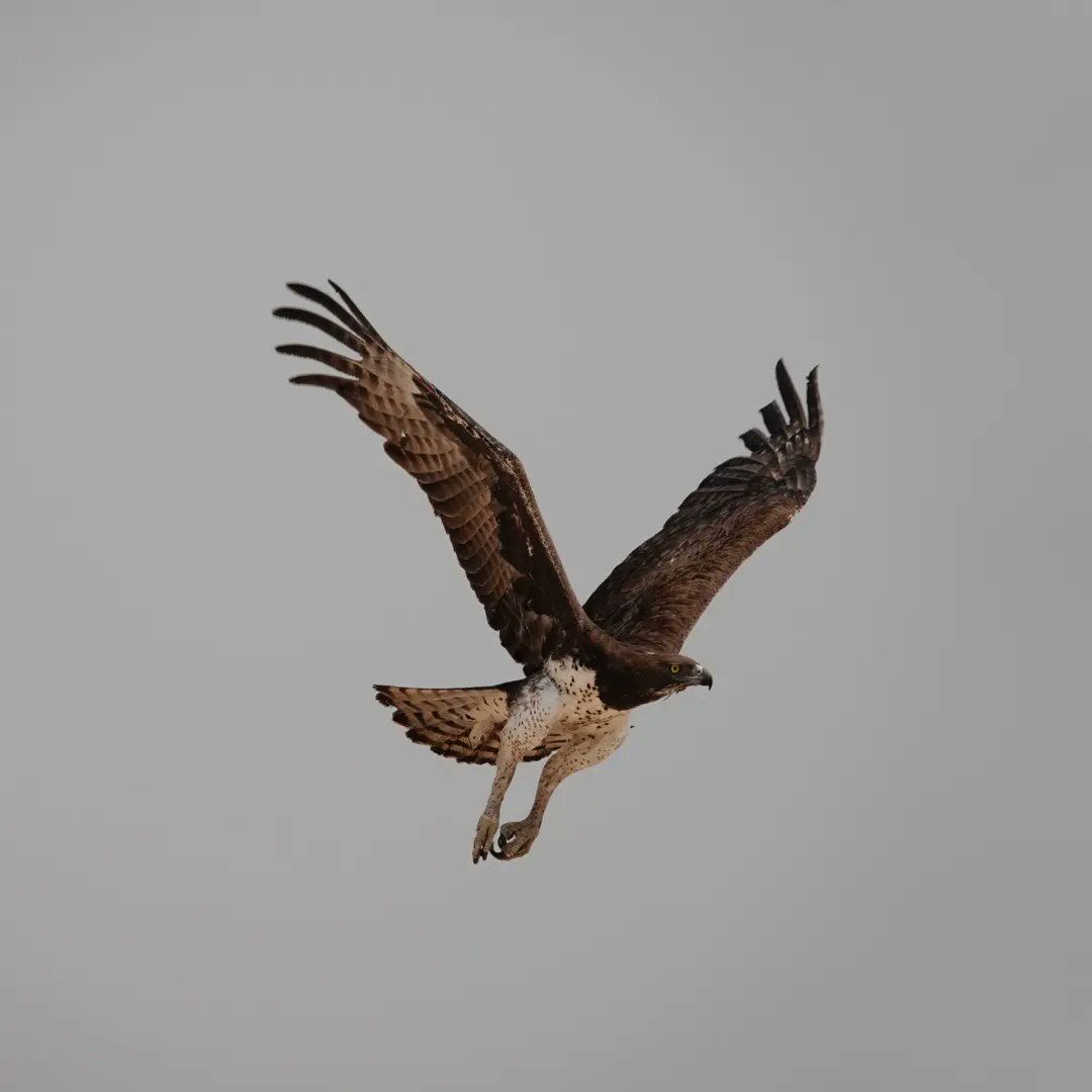 kitesurferpeter's tweet photo. Marshall eagle, #Mabuasehuse, #Kalargardi, South Africa https://t.co/0YbzmbhXTL
