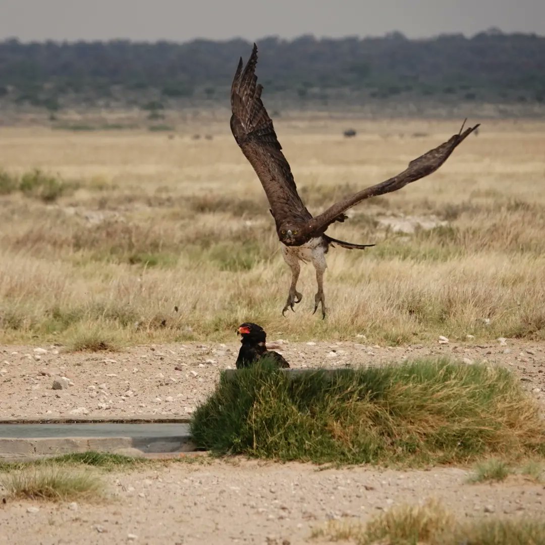 kitesurferpeter's tweet photo. Marshall eagle, #Mabuasehuse, #Kalargardi, South Africa https://t.co/0YbzmbhXTL