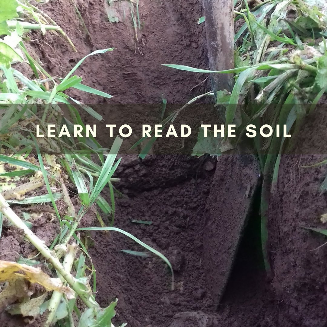 niels_corfield's tweet photo. On 29th November I'll be offering a course in Soil Health &amp; Regenerative Agriculture for Farmers @EvesHill 

Tickets here:
https://t.co/7lBMs66u2E https://t.co/LmEfDWxEi1