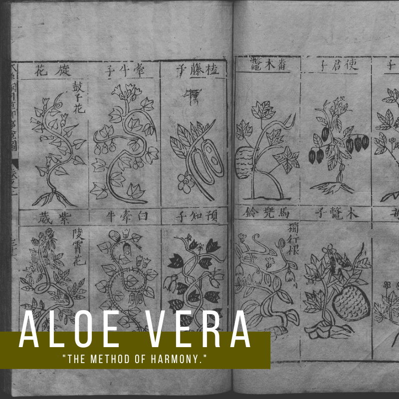 "The Method of Harmony" This is how Aloe Vera is described in the Treatment book (Ben Cao Gang Mu) of Li Shizhen. Aloe played an important role in Chinese culture and lifestyle they believed it brought good fortune, health, and prosperity. #plantmedicine #history #aloevera
