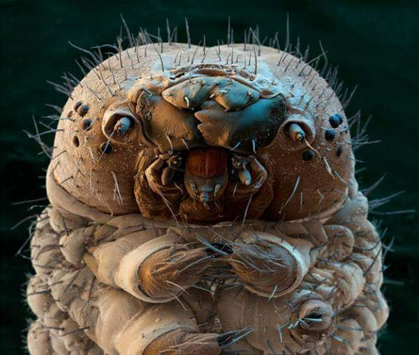 Factsofw0rld's tweet image. This is a Demodex. It’s a mite that lives in your eyelashes and comes out at night to have sex on your face.