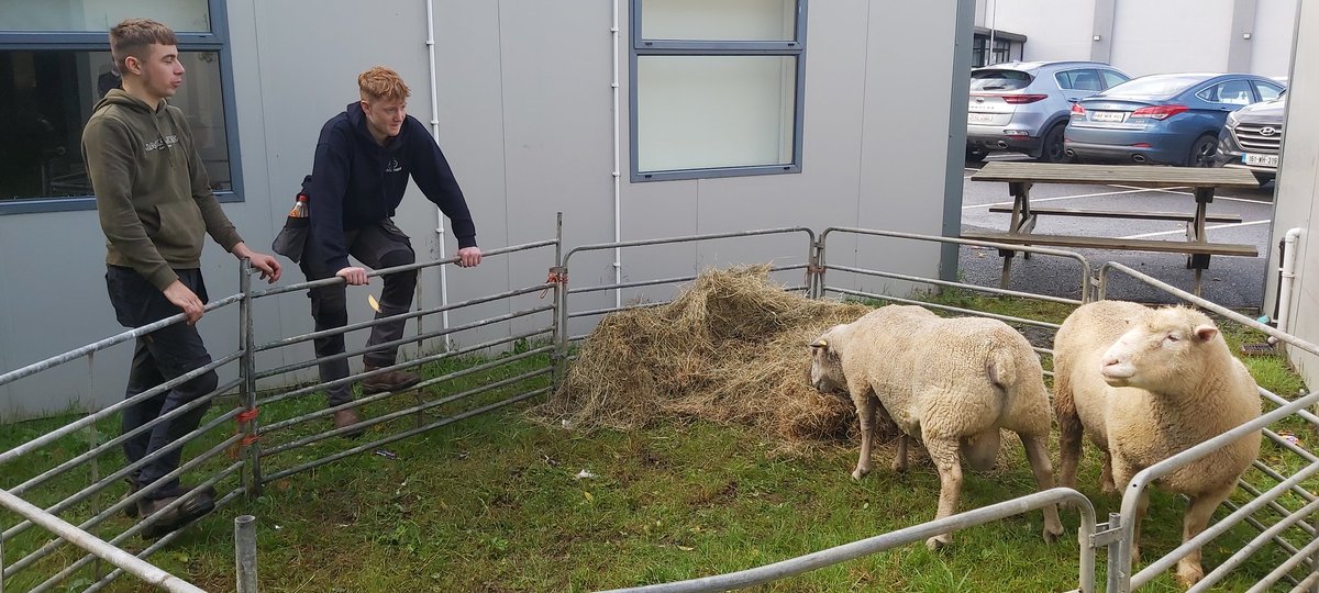 Well done to our LCA2A students who ran a very successful <a href="/mathsweek/">Maths Week Ireland</a> estimate challenge today! Guess the combined weight of two rams! 🐑🐑 The winners were Iarfhlaith K (5th Yr) &amp; Ross H (TY). #estimate #mathsweek <a href="/imtanational/">Irish Maths Teachers’ Association</a> <a href="/ImtaBrendan/">Brendan O'Sullivan 🇮🇪🇪🇺</a> <a href="/lcanaupdates/">LCA</a> <a href="/MathsInteractiv/">Maths Interactive</a>