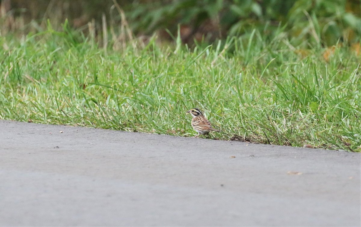 BJPrak72's tweet photo. Wat een rammer van een soort! Geelbrauwgors in Bunne, op slechts 8km van huis. Ik had niet de rust om hem op de fiets te doen voor de #groenejaarlijst @dutchbirding https://t.co/6cDNDNy2V2