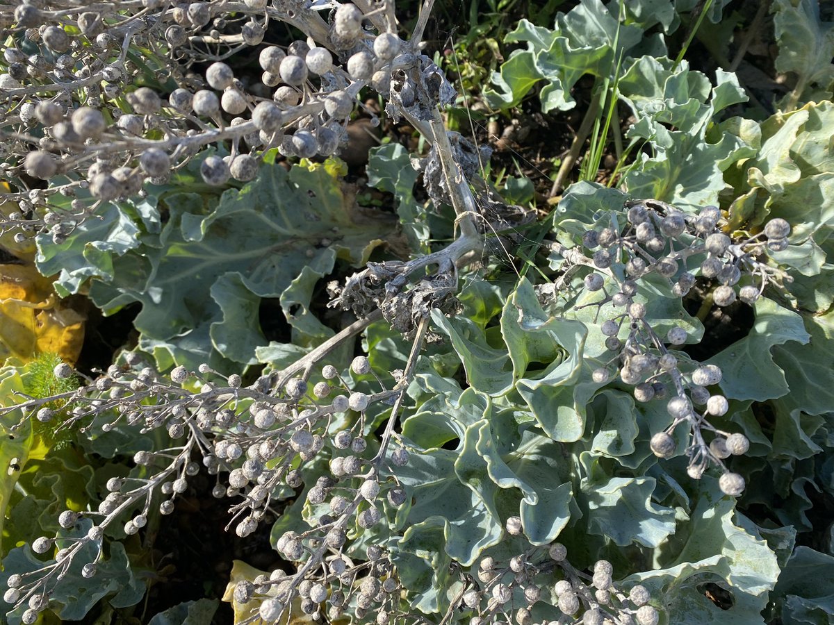 TheGreenJeanie's tweet photo. Anyone grown sea kale from seed? Found these true beauties at #dungeness growing in the βdesertβ. Would love to #haveagrow! Doesnβt it look fantastic in the evening light?? Just gorgeous! #plants #botany #coastalplant #seakale https://t.co/y3JqZ4HcCK