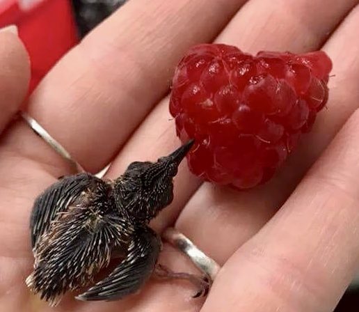 baby hummingbird sipping from a raspberry