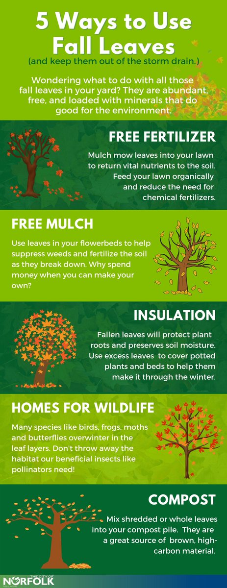 NorfolkVA's tweet photo. Leaves provide shade during the summer &amp; improve air quality. Autumn leaves are lovely to look at, but did you know their usefulness is not over after they fall to the ground?

Leaves provide essential minerals to the soil. Explore the ways you can use them to your benefit! 🍂🍂 https://t.co/WdHAKX4FOu