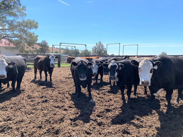 New #AdaptationInAction profile: Learn how Chad Boyd and team at @USDA_ARS & Eastern Oregon Agricultural Research Center use virtual fencing to exclude cattle from sensitive burned areas on public rangelands. @OSU_AgSci @NRCS_Oregon @BLMOregon 
climatehubs.usda.gov/hubs/northwest…