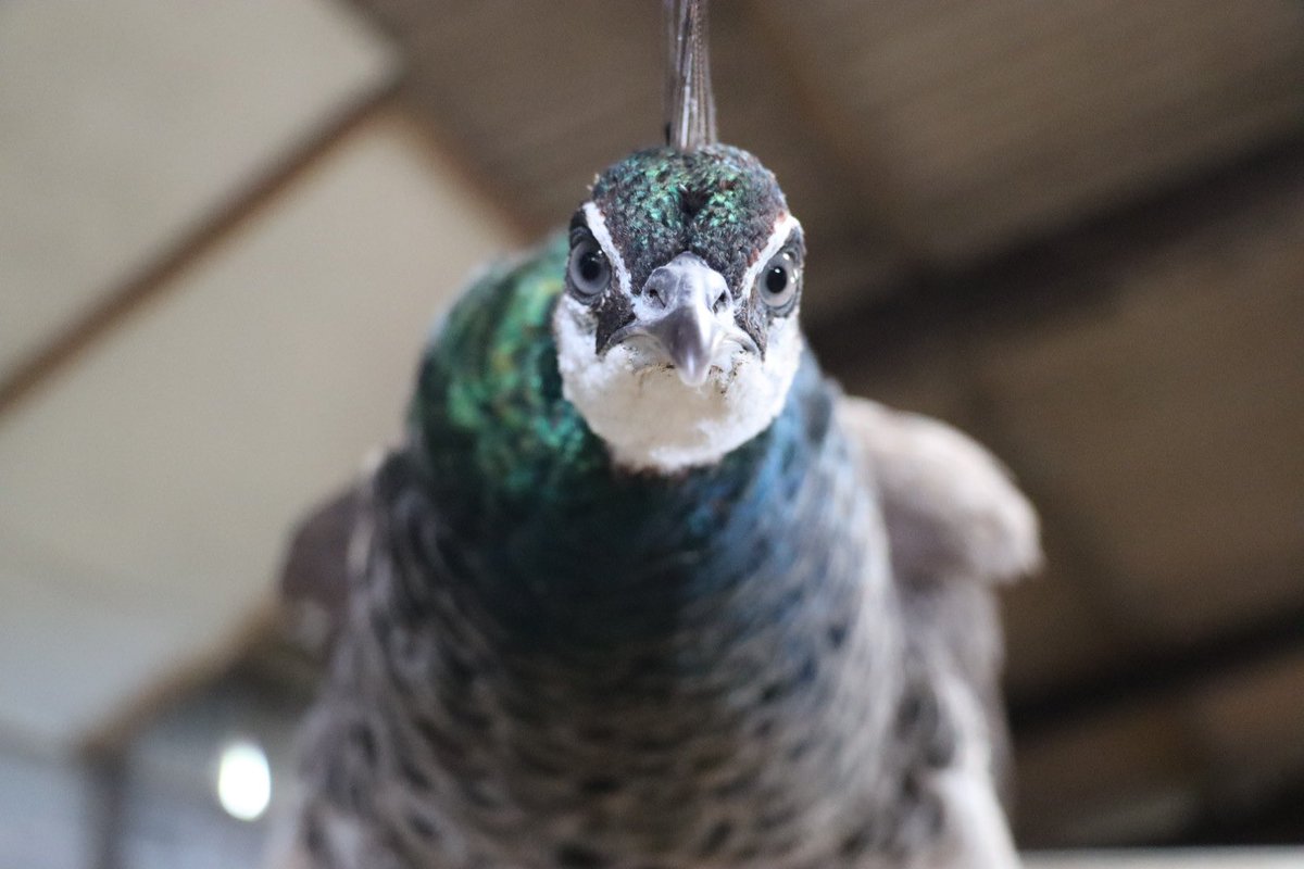 Farmily_buckets's tweet photo. When you have weekend plans that the weather doesn’t want to agree with.
#caenhillcc #chickjagger #peahen #farmbirds #weekendvibes #friday https://t.co/1md8dbqdw9