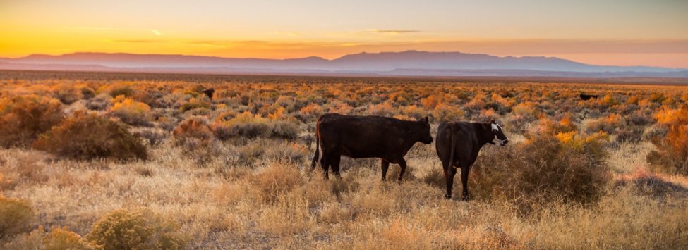 NEW: #AdaptationInAction profile on rangeland scientist Pat Clark and team using targeted cattle grazing to create fuel breaks that successfully intercept wildfires in the Great Basin #NWCH @usda_ars @BLMIdaho @blmnv @BLMOregon @NRCS_Oregon @NRCS_Idaho
climatehubs.usda.gov/hubs/northwest…