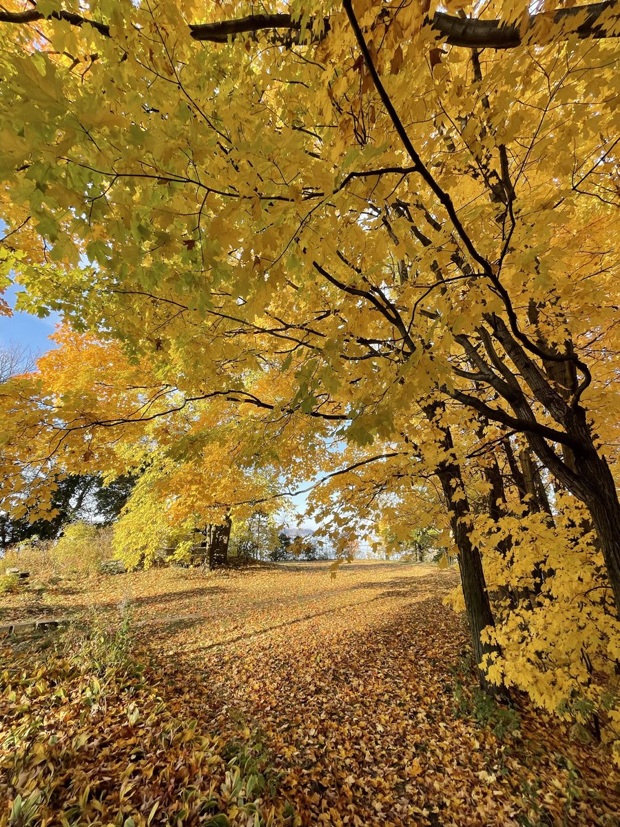 NfTgranny's tweet photo. @sacred_skulls We are too! Quebec City, Canada. 🥰🍁 🎃 https://t.co/QlPCTq0ucx