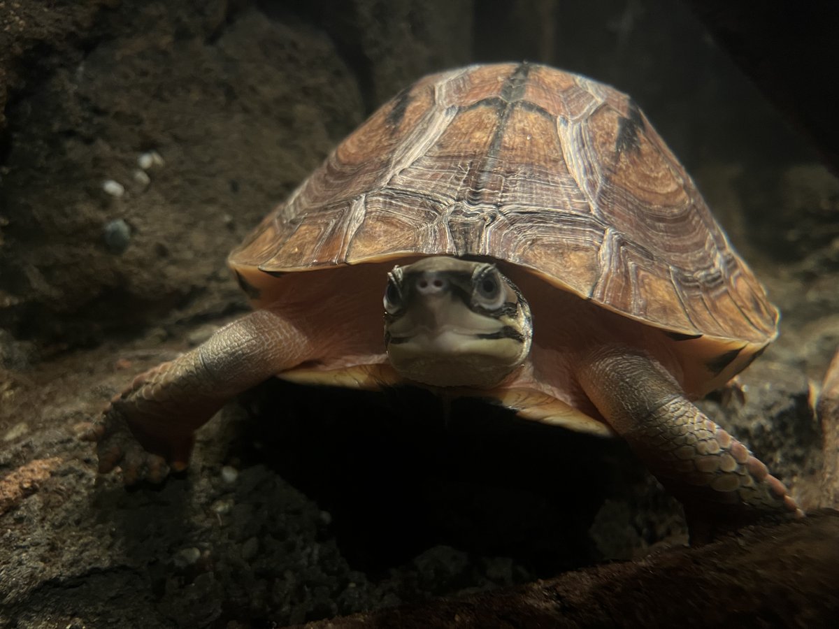 Teachers! Your students can make a difference for the critically endangered golden coin turtle by participating in the UNLESS Contest, where we challenge students to solve problems to create a better future for people and animals. philadelphiazoo.org/unless-contest/ #ReptileAwarenessDay