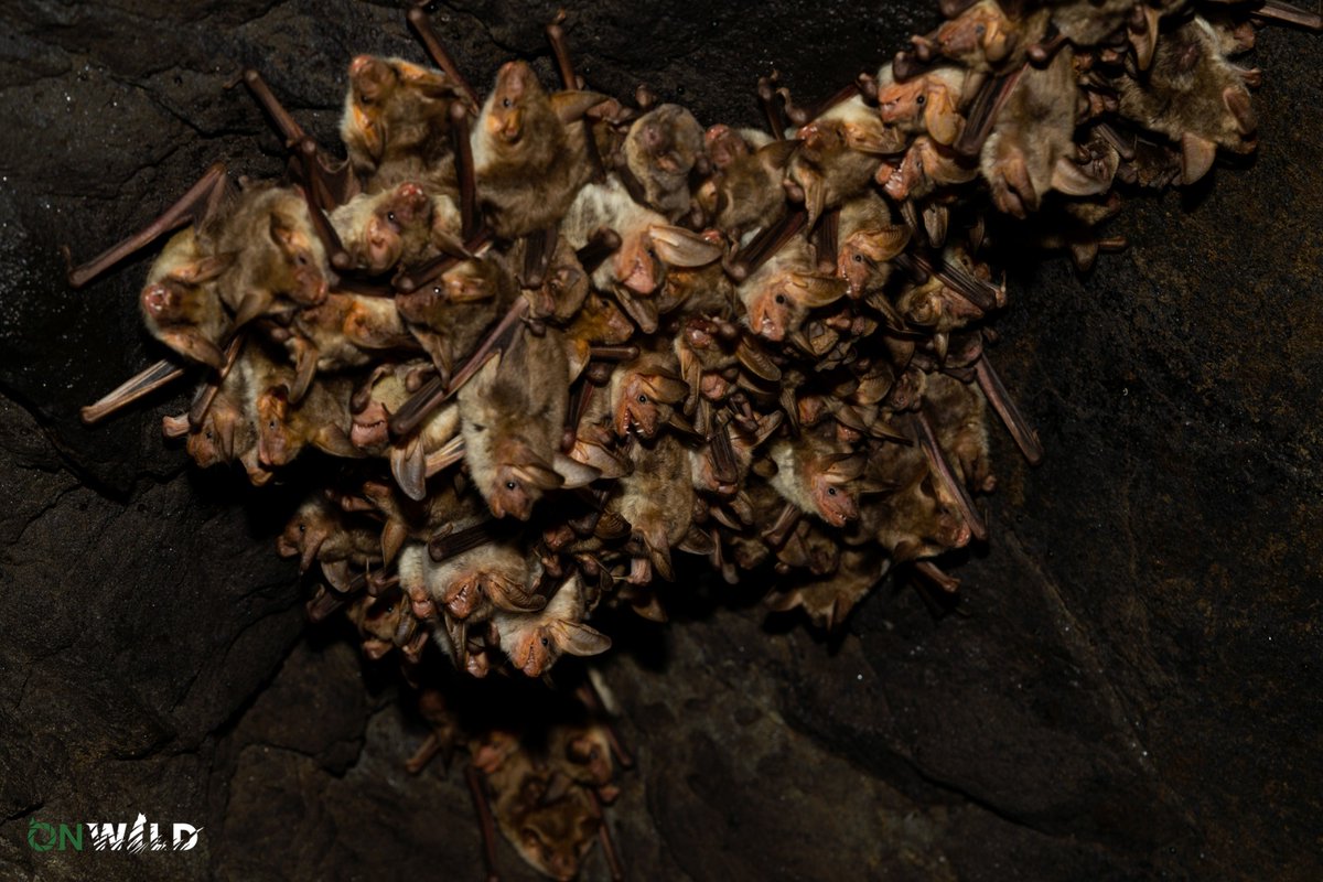 ZoonoMed project tweet media