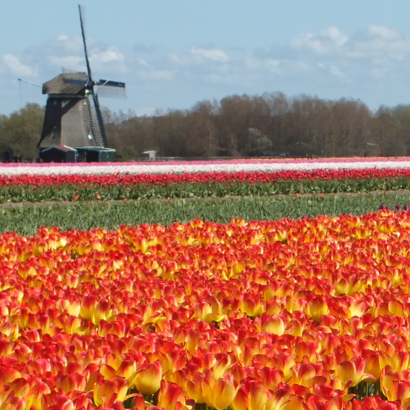 John Scheepers Bulbs (BeautyFromBulbs) / Twitter