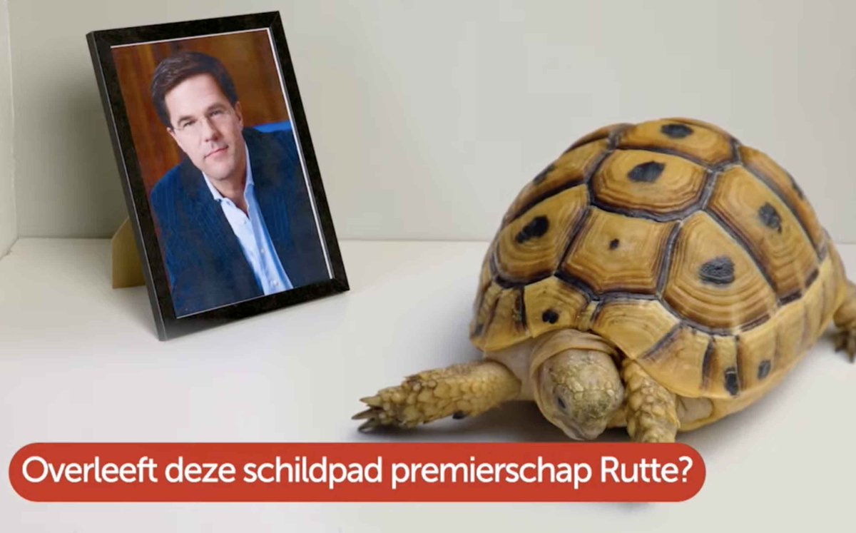 Overleeft deze schildpad premierschap Rutte? Livestream: youtu.be/SIwO0970iSg #Plakshot
