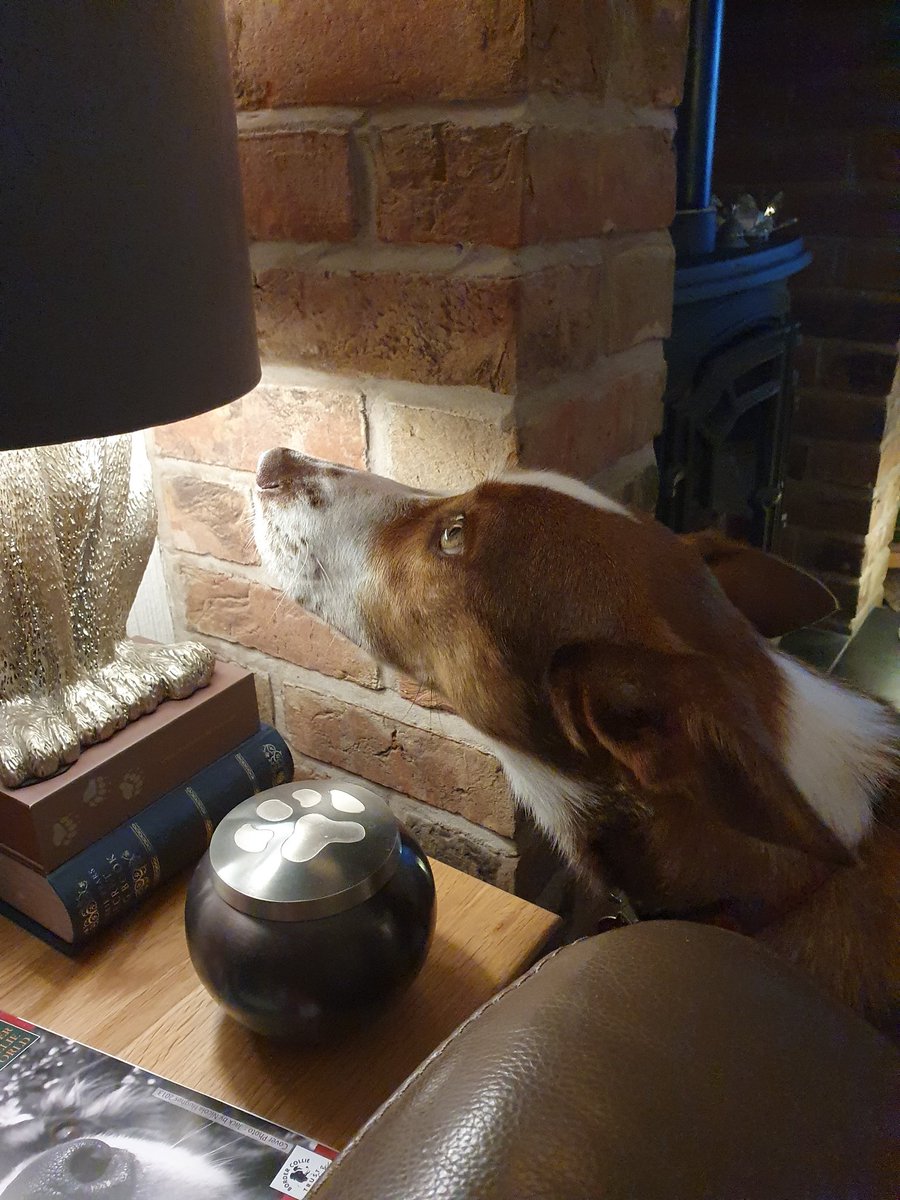 Coco 🐕🥎🐾🐾 tweet media