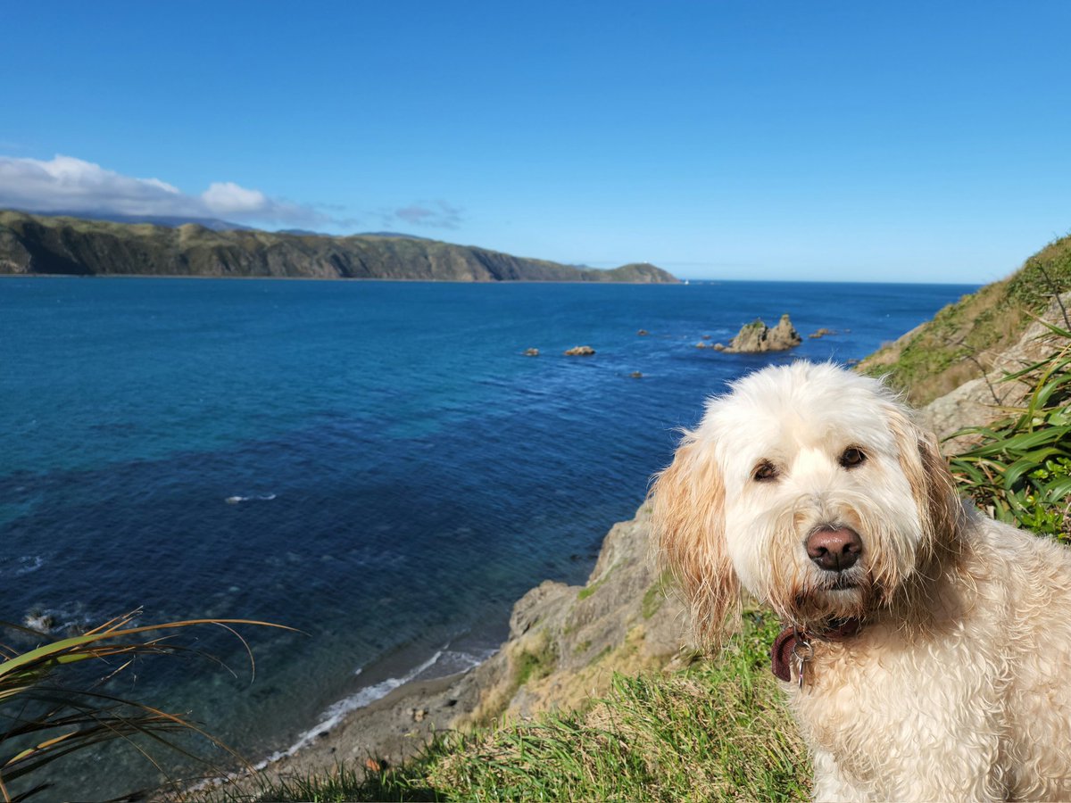 Dave Moskovitz tweet media