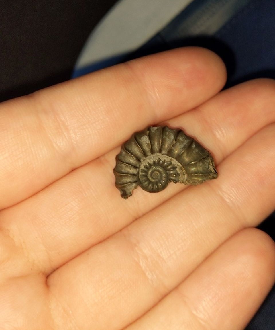 It's been two years since I found this pyritised ammonite on the Jurassic Coast. I think I need to organise another trip! 🔍