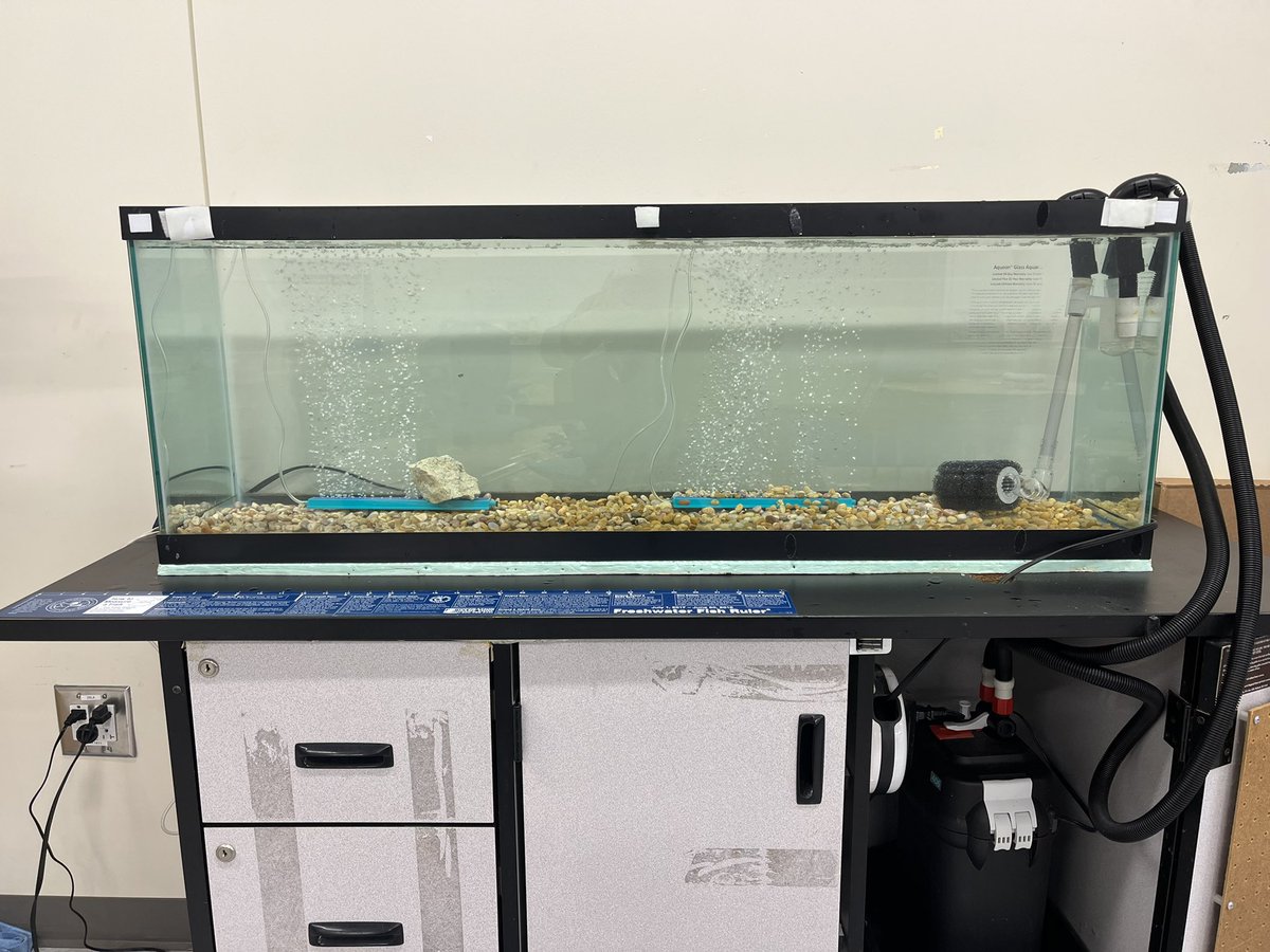 Kelli ☮️ (@kelli_rae7) on Twitter photo It’s almost that time of year again!🐟#TIC <a href="/SCDNR/">S.C. Dept. of Natural Resources</a> <a href="/RiverbankElem/">RIVERBANK ELEMENTARY</a> It’s almost that time of year again!🐟#TIC <a href="/SCDNR/">S.C. Dept. of Natural Resources</a> <a href="/RiverbankElem/">RIVERBANK ELEMENTARY</a>