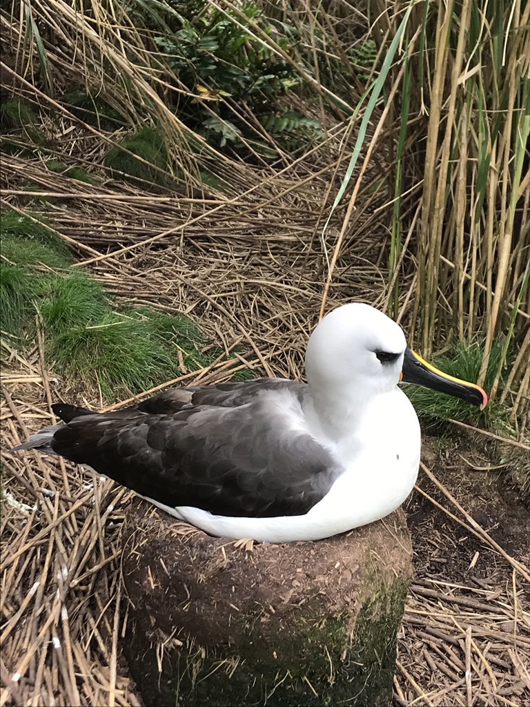 A day spent on Nightingale Island. The beautiful yellow nosed Albatross is native to the island and it was very special to get so close. <a href="/NatureTristan/">Tristan Nature 🐧🏆</a> <a href="/NaturetasticWH/">Henry</a> The Tristan conservation team &amp; <a href="/Natures_Voice/">RSPB</a> working together to ensure this magnificent species thrives.