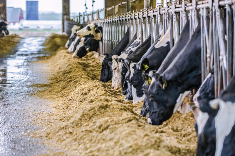 Calling all dairy farmers. Got low-fat milk levels in your herd? @sstoakes, PhD, explains how to troubleshoot the potential causes of low milk fat in this @PDmag article: bit.ly/3SXvYfN