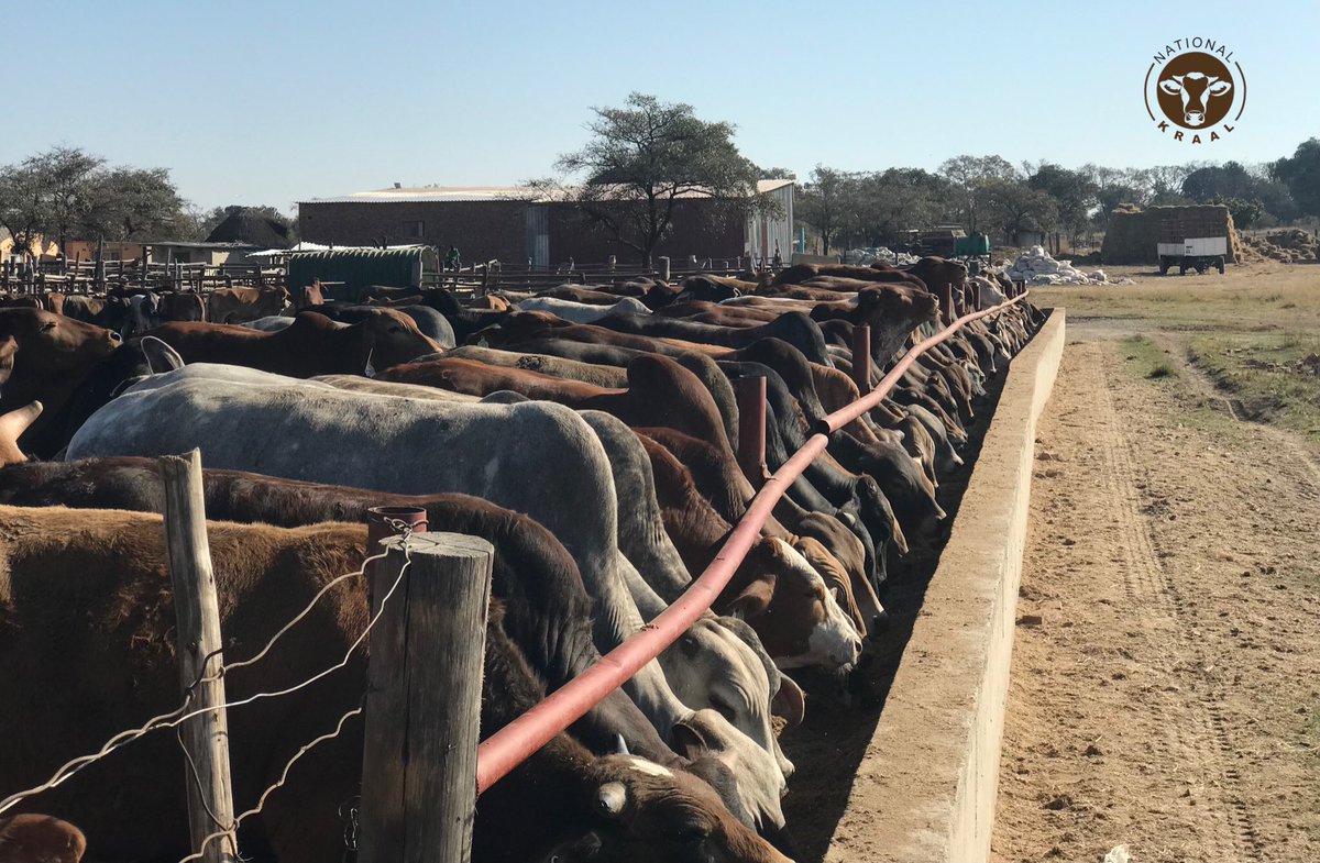 If you are interested in livestock farming please like and retweet.
