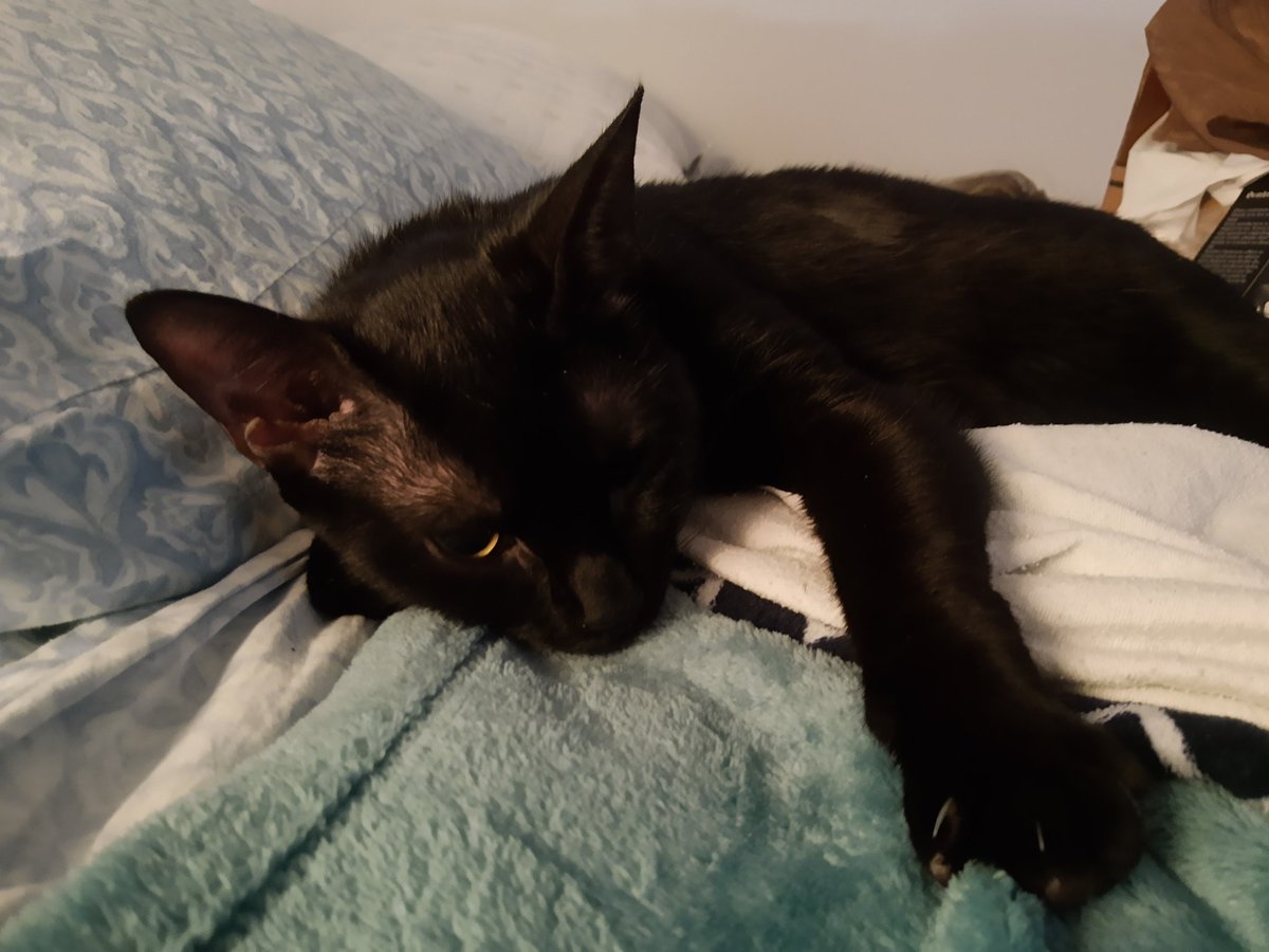 uninspirability's tweet photo. @RespectfulMemes Cat! https://t.co/o483OmwAC2